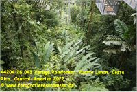 44204 26 043 Veruga Rainforest, Puerto Limon, Costa Rica, Central-Amerika 2022.jpg